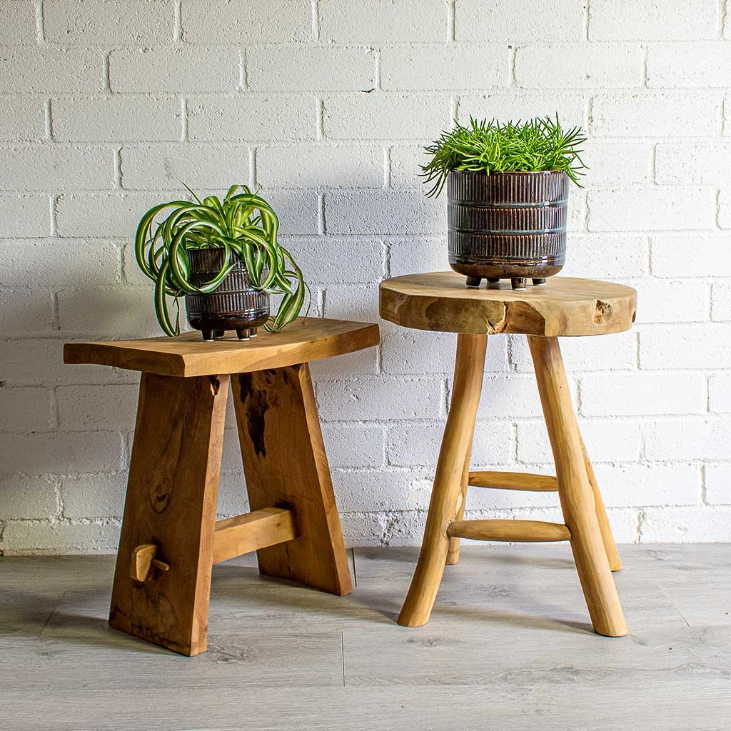 Chlorophytum Bonnie - Curly Spider Plant 17 Chlorophytum Bonnie - Curly Spider Plant - Image 15