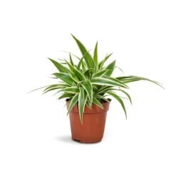 Chlorophytum Ocean - Spider Plant -Plants Sale Store Chlorophytum Ocean Spider Plant 12x20cm