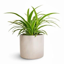Chlorophytum Ocean - Spider Plant -Plants Sale Store Chlorophytum Ocean Spider Plant 12x20cm Lazzaro Plant Pot Linen Effect 15x13cm
