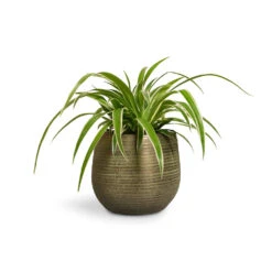 Lydia Plant Pot - Shiny Green -Plants Sale Store Chlorophytum Ocean Spider Plant 12x20cm Lydia Plant Pot Shiny Green 15x13cm
