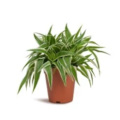 Chlorophytum Ocean - Spider Plant -Plants Sale Store Chlorophytum Ocean Spider Plant 15x25cm
