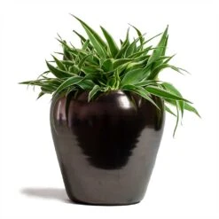 Amora Plant Pot - Black Gold -Plants Sale Store Chlorophytum Ocean Spider Plant 15x25cm Amora Plant Pot Black Gold 21x21cm