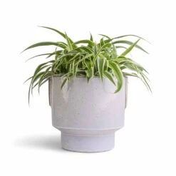 Chlorophytum Ocean - Spider Plant -Plants Sale Store Chlorophytum Ocean Spider Plant 15x25cm Aries Handles Plant Pot White 19x20cm 977a5706 23cd 4461 b501 cf287b3a80da