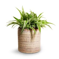 Chlorophytum Ocean - Spider Plant -Plants Sale Store Chlorophytum Ocean Spider Plant 15x25cm Hera Plant Pot Ivory 17x16cm 0127c8a0 5ca1 4f6d bc48 dd16dac6c0ac