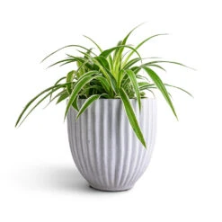 Lagos Plant Pot - Cement -Plants Sale Store Chlorophytum Ocean Spider Plant 15x25cm Lagos Plant Pot Cement 20x20cm b2ab8656 f46f 42a0 8d23 d5b8fcec2c4c
