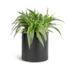 Chlorophytum Ocean - Spider Plant -Plants Sale Store Chlorophytum Ocean Spider Plant 15x25cm Puk Natural Planter Matt Black 20x20cm 1 5ac46bf5 141b 4b3a a773 93344157b9d4