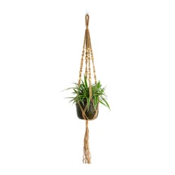 Chlorophytum Ocean - Spider Plant -Plants Sale Store Chlorophytum Ocean Spider Plant Bolino Plant Pot Green Plant Pot Macrame Hanger Natural with Beads b3d0d160 eb52 4152 a1c6 665f4eb3bf2f