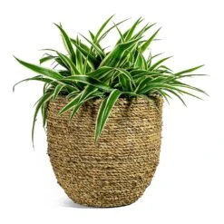 Chlorophytum Ocean - Spider Plant -Plants Sale Store Chlorophytum Ocean Spider Plant Cody Plant Pot Straw Grass