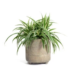 Chlorophytum Ocean - Spider Plant -Plants Sale Store Chlorophytum Ocean Spider Plant Nola Plant Pot Shiny Earth e64beb8b 54a0 4763 8e2c 8ff9a05ff0fa