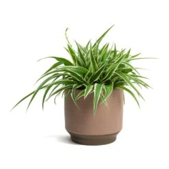 Chlorophytum Ocean - Spider Plant -Plants Sale Store Chlorophytum Ocean Spider Plant Suze Plant Pot Pink 0dfe8f94 3f4e 414c abe0 757ae1a43331