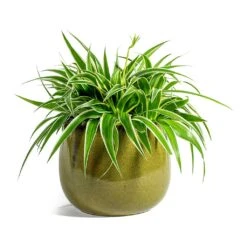 Chlorophytum Ocean - Spider Plant -Plants Sale Store Chlorophytum Ocean Spider Plant odile moss plant pot 19cm