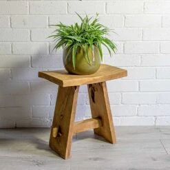 Chlorophytum Ocean - Spider Plant -Plants Sale Store Chlorophytum Ocean Spider Plant odile moss plant pot natural 556d5ded ba29 4954 aac9 69cf85198702