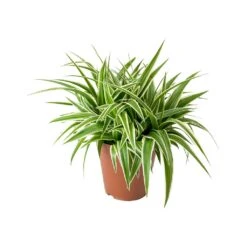 Chlorophytum Ocean - Spider Plant -Plants Sale Store Chlorophytum Ocean Spider Plant ad5b87b5 b3ad 4a3d 8d8b 6991cea73bff