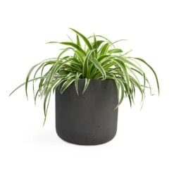 Chlorophytum Variegatum - Spider Plant -Plants Sale Store Chlorophytum Variegatum Spider Plant 19x60cm Charlie Plant Pot Black Washed 25x24cm 2
