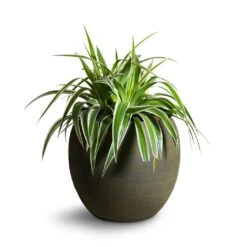 Dex Plant Pot - Forrest -Plants Sale Store Chlorophytum Variegatum Spider Plant 19x60cm Dex Plant Pot Forrest 28x25cm f83eabc8 5c1e 4051 bd85 a0b8f8b7f8df