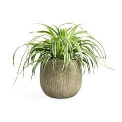 Chlorophytum Variegatum - Spider Plant -Plants Sale Store Chlorophytum Variegatum Spider Plant 19x60cm Feico Plant Pot Mint Grey 25x21cm