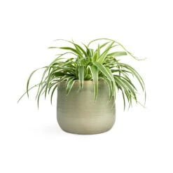 Chlorophytum Variegatum - Spider Plant -Plants Sale Store Chlorophytum Variegatum Spider Plant 19x60cm Iris Plant Pot Mint 26x21cm