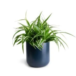 Chlorophytum Variegatum - Spider Plant -Plants Sale Store Chlorophytum Variegatum Spider Plant 19x60cm Lisbon Plant Pot Navy 21x21cm