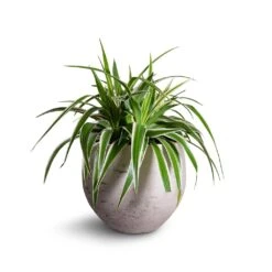 Mini Orb Kevan Plant Pot - Grey Washed -Plants Sale Store Chlorophytum Variegatum Spider Plant 19x60cm Mini Orb Kevan Plant Pot Grey Washed 25x21cm b3ebf995 559f 4d7d 976b c5e46c2dae71
