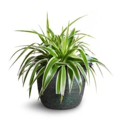 Chlorophytum Variegatum - Spider Plant -Plants Sale Store Chlorophytum Variegatum Spider Plant 19x60cm Nelis Plant Basket Green 23x20cm