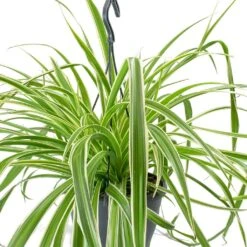 Chlorophytum Variegatum - Spider Plant -Plants Sale Store Chlorophytum Variegatum Spider Plant Leaves