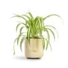 Chlorophytum Vittatum - Spider Plant 1 Chlorophytum Vittatum - Spider Plant -Plants Sale Store Chlorophytum Vittatum Spider Plant 12x35cm Bilbao Plant Pot Pale Jade 14x14cm