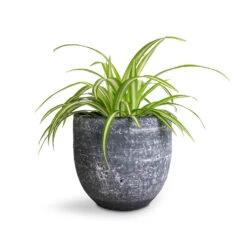 Chlorophytum Vittatum - Spider Plant -Plants Sale Store Chlorophytum Vittatum Spider Plant 12x35cm Cas Plant Pot Anthracite 15x13cm f6d5a86b 78df 49d7 8422 877c8d2d7990
