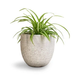 Chlorophytum Vittatum - Spider Plant -Plants Sale Store Chlorophytum Vittatum Spider Plant 12x35cm Cas Plant Pot Cool Grey 17x15cm