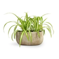 Chlorophytum Vittatum - Spider Plant -Plants Sale Store Chlorophytum Vittatum Spider Plant 12x35cm Feico Oval Plant Bowl Mint Grey 28x15x13cm