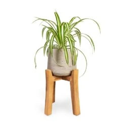 Patt Plant Pot - Tall Stand - Grey Washed 10 Patt Plant Pot - Tall Stand - Grey Washed -Plants Sale Store Chlorophytum Vittatum Spider Plant 12x35cm Patt Plant Pot Tall Stand Grey Washed 23x34cm 26d37d9a ed80 4e45 9308 bbfb26fc2c74