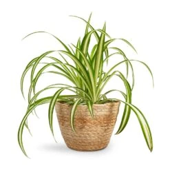 Chlorophytum Vittatum - Spider Plant -Plants Sale Store Chlorophytum Vittatum Spider Plant 12x35cm Selin Plant Basket Jute 15x12cm 55c3b876 8b68 4f5a 8ae9 b581ca36259b