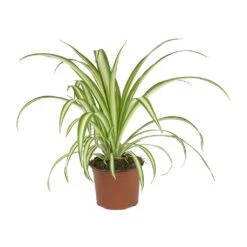 Chlorophytum Vittatum - Spider Plant -Plants Sale Store Chlorophytum Vittatum Spider Plant