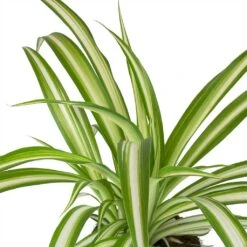 Chlorophytum Vittatum - Spider Plant -Plants Sale Store Chlorophytum Vittatum Spider Plant Leaves