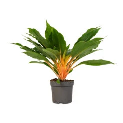 Chlorophytum Orchidastrum Green Orange -Plants Sale Store Chlorophytum orchidastrum Green Orange 12x40cm