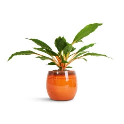 Charlotte Plant Pot - Orange -Plants Sale Store Chlorophytum orchidastrum Green Orange 12x40cm Charlotte Plant Pot Orange 19x16cm 2600c6c4 a7f5 406a 878e 86c867f424c5