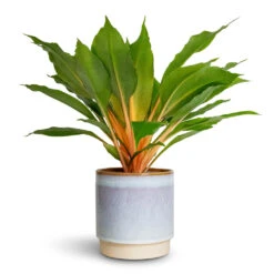 Chlorophytum Orchidastrum Green Orange -Plants Sale Store Chlorophytum orchidastrum Green Orange 12x40cm Copenhagen Plant Pot Blue 13.5x14cm 7624e95f 4ec2 400c a5cd e43a84473768
