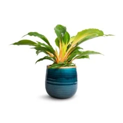 Chlorophytum Orchidastrum Green Orange -Plants Sale Store Chlorophytum orchidastrum Green Orange 12x40cm Iris Plant Pot Turquoise 15x14cm 16639b7e 5e1d 4c75 9f5e 935803c1afb0