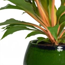 Charlotte Plant Pot - Green -Plants Sale Store Chlorophytum orchidastrum Green Orange Charlotte Plant Pot Green Close Up b4dec2a6 a684 4c30 a3d3 5399f22897aa