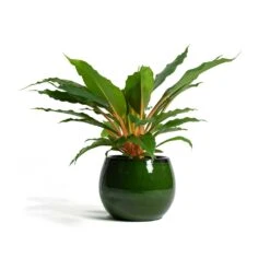 Charlotte Plant Pot - Green -Plants Sale Store Chlorophytum orchidastrum Green Orange Charlotte Plant Pot Green f13d40ff 6a85 4acc 856f af6e20ea8cad