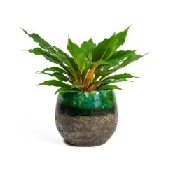Lindy Plant Pot - Black Green -Plants Sale Store Chlorophytum orchidastrum Green Orange Lindy Plant Pot Black Green