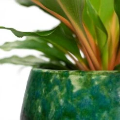 Lindy Plant Pot - Black Green -Plants Sale Store Chlorophytum orchidastrum Green Orange Lindy Plant Pot Black Green Close Up