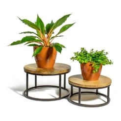 Chlorophytum Orchidastrum Green Orange -Plants Sale Store Chlorophytum orchidastrum Green Orange Peperomia rotundifolia Trailing Jade Plant sven mandarin plant pot