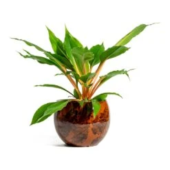 Kae Plant Pot - Cayenne -Plants Sale Store Chlorophytum orchidastrum Green Orange kae cayenne plant pot 281b7ea6 dc39 4dee 8449 b8c669f971e2