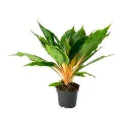 Chlorophytum Orchidastrum Green Orange -Plants Sale Store Chlorophytum orchidastrum Green Orange e505db88 cfc5 4fd0 990a 31bb793153ae