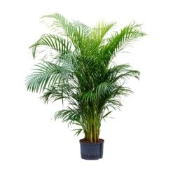 Chrysalidocarpus - Areca Palm - HydroCare -Plants Sale Store Chrysalidocarpus Areca Palm Hydroculture 28 19x160cm