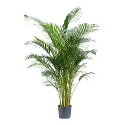 Chrysalidocarpus - Areca Palm - HydroCare -Plants Sale Store Chrysalidocarpus Areca Palm Hydroculture Indoor Plant Large