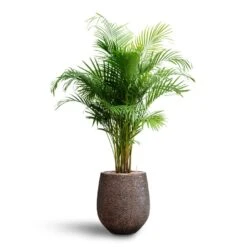 Chrysalidocarpus - Areca Palm - HydroCare -Plants Sale Store Chrysalidocarpus Areca Palm Hydroculture Opus Hit Darcy Planter Gold