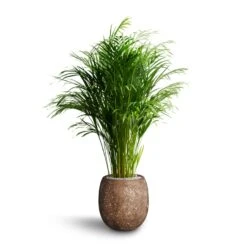 Polystone Coated Plain Balloon Planter - Rock 14 Polystone Coated Plain Balloon Planter - Rock -Plants Sale Store Chrysalidocarpus Areca Palm Hydroculture Polystone Coated Plain Balloon Planter Rock 70e78fc5 64ed 42a6 b893 ea285b2a03b7