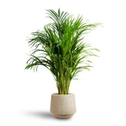Chrysalidocarpus - Areca Palm - HydroCare -Plants Sale Store Chrysalidocarpus Areca Palm Hydroculture Raindrop Egg Planter Stone