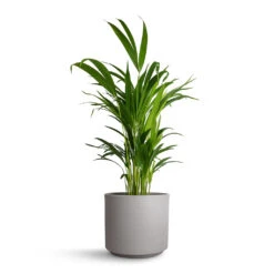 Chrysalidocarpus Lutescens - Areca Palm -Plants Sale Store Chrysalidocarpus Lutescens Areca Palm 17x70cm Leon Plant Pot Cement 20.5x18cm f846ce77 5b5a 480c 8f7d 6455905c278d
